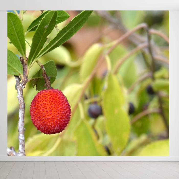 Арбутус земляничное дерево