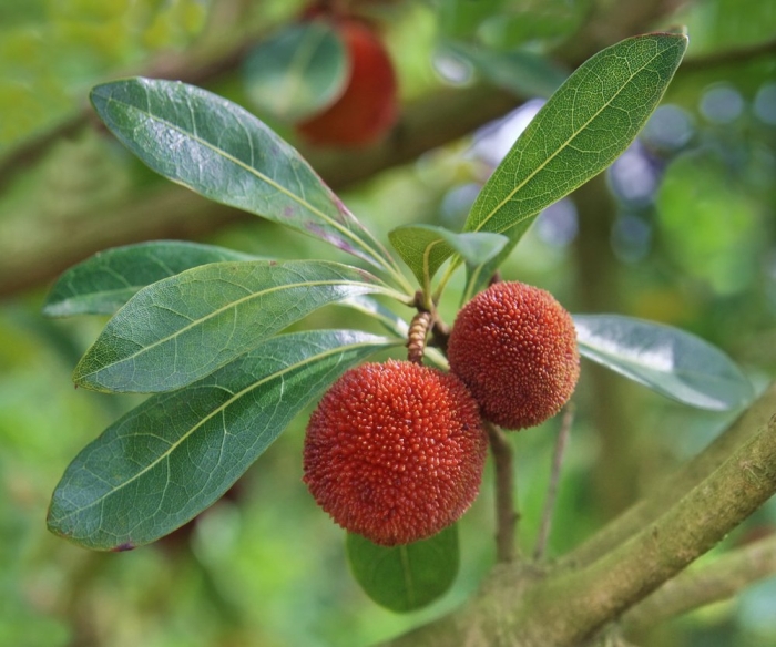 Восковница myrica rubra