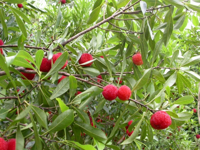 Земляничное дерево красное