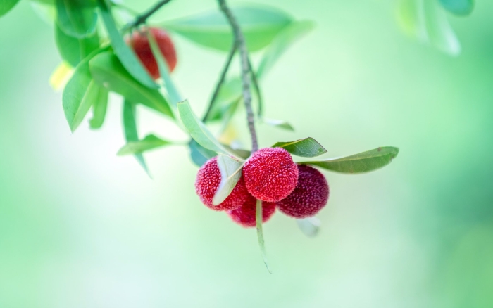 Байберри ягоды