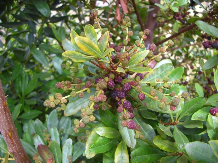 Myrica faya