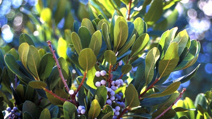 Myrica pensylvanica