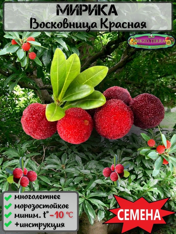 Клубничное дерево