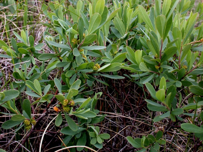 Восковница болотная (myrica gale)