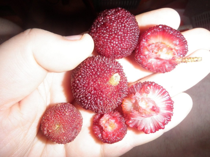 Китайская клубника восковница красная