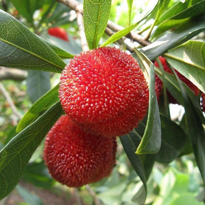 Восковница myrica