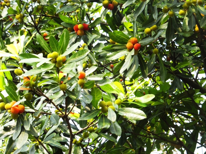 Земляничное дерево