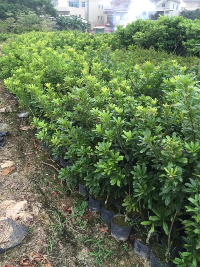 Питтоспорум тобира pittosporum tobira