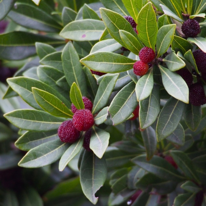 Восковница myrica