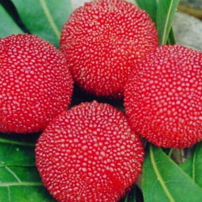 Восковница красная myrica rubra