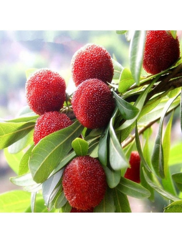 Клубничное дерево арбутус