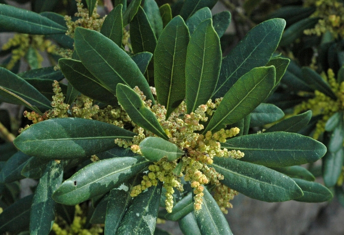 Phillyrea angustifolia