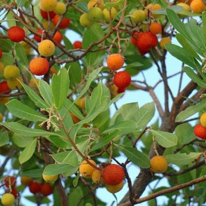 Мадроньо земляничное дерево