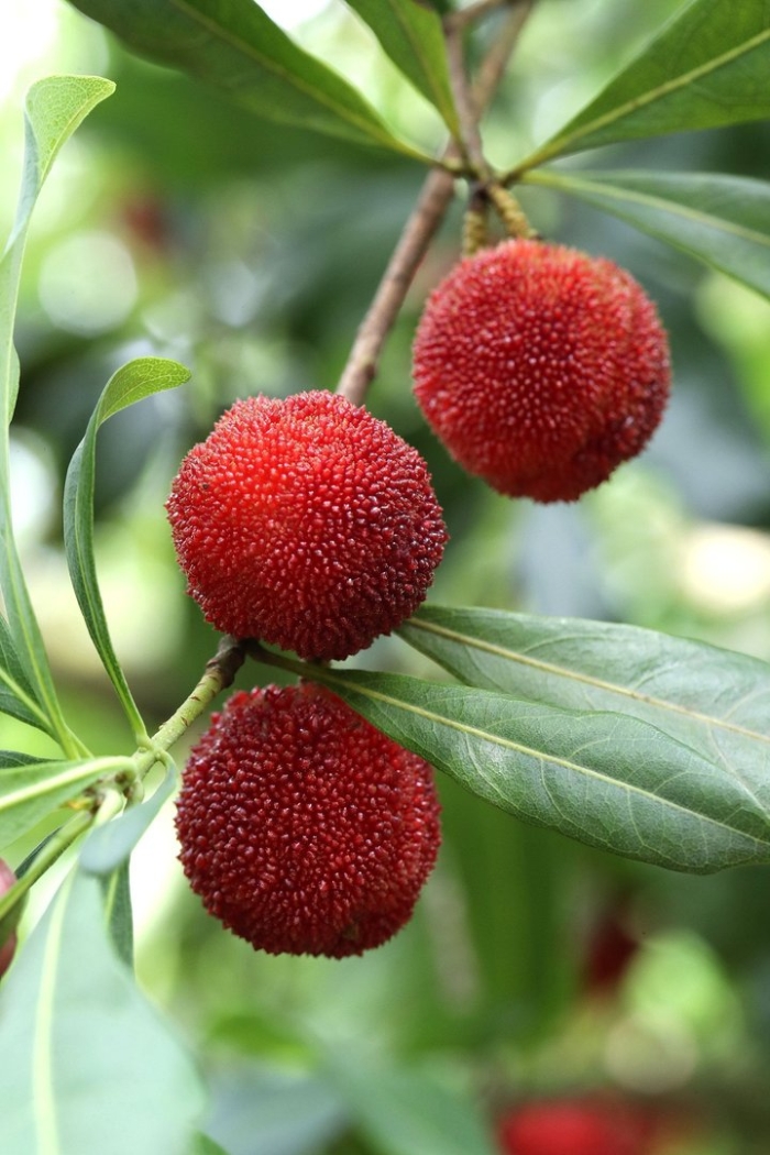 Восковница myrica