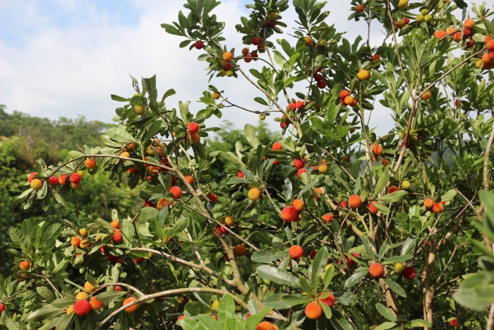 Восковница myrica rubra