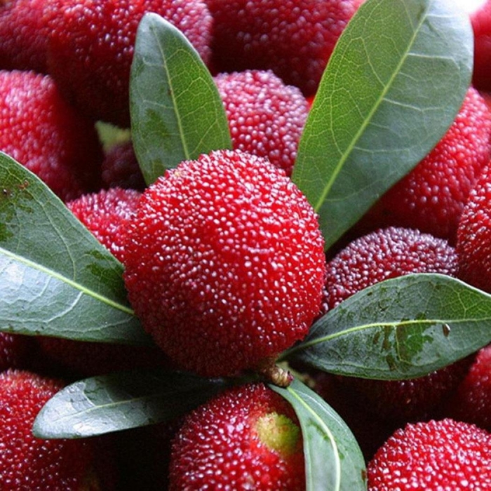 Восковница myrica