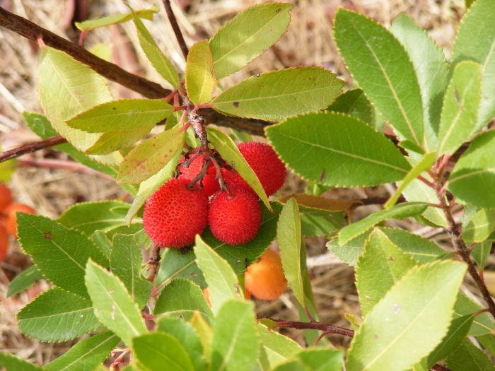 Myrica rubra