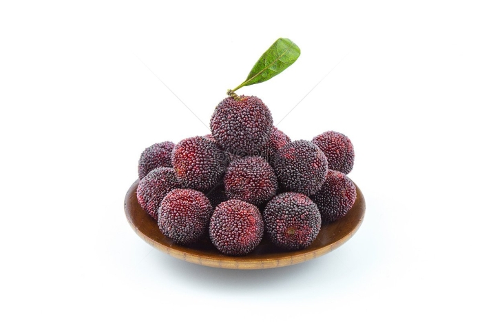 Восковница (myrica)