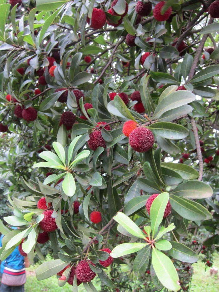 Китайская клубника восковница