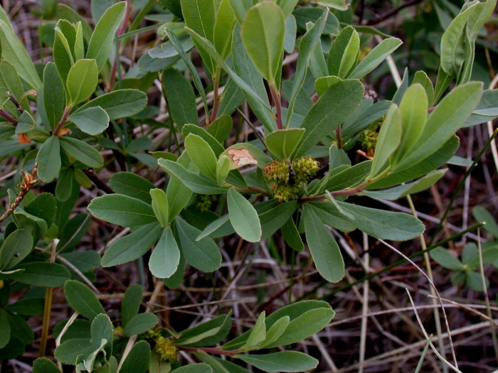 Восковник болотный (myrica gale