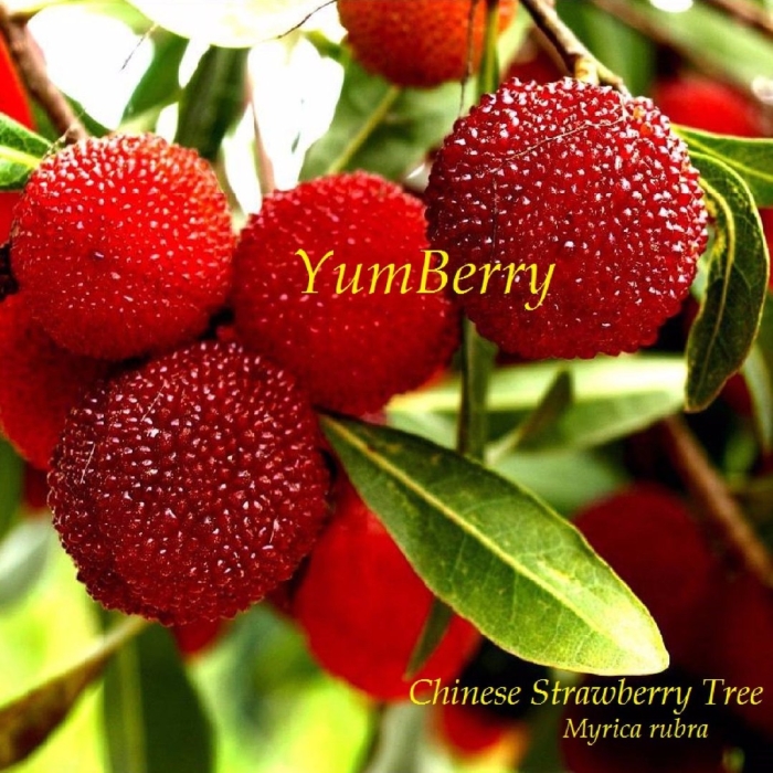 Китайская клубника восковница красная