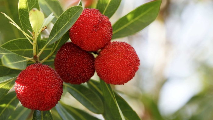 Восковница myrica