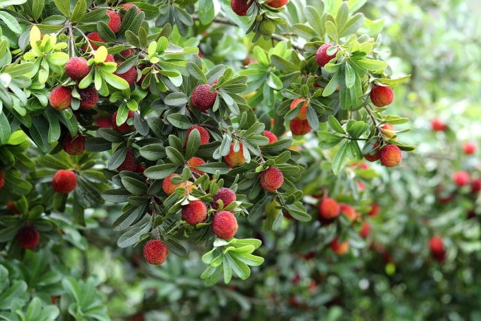 Кудрания земляничное дерево