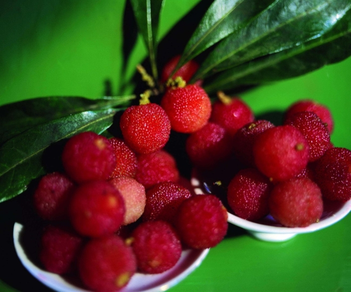 Восковница myrica