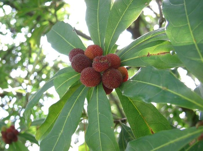 Восковница myrica rubra