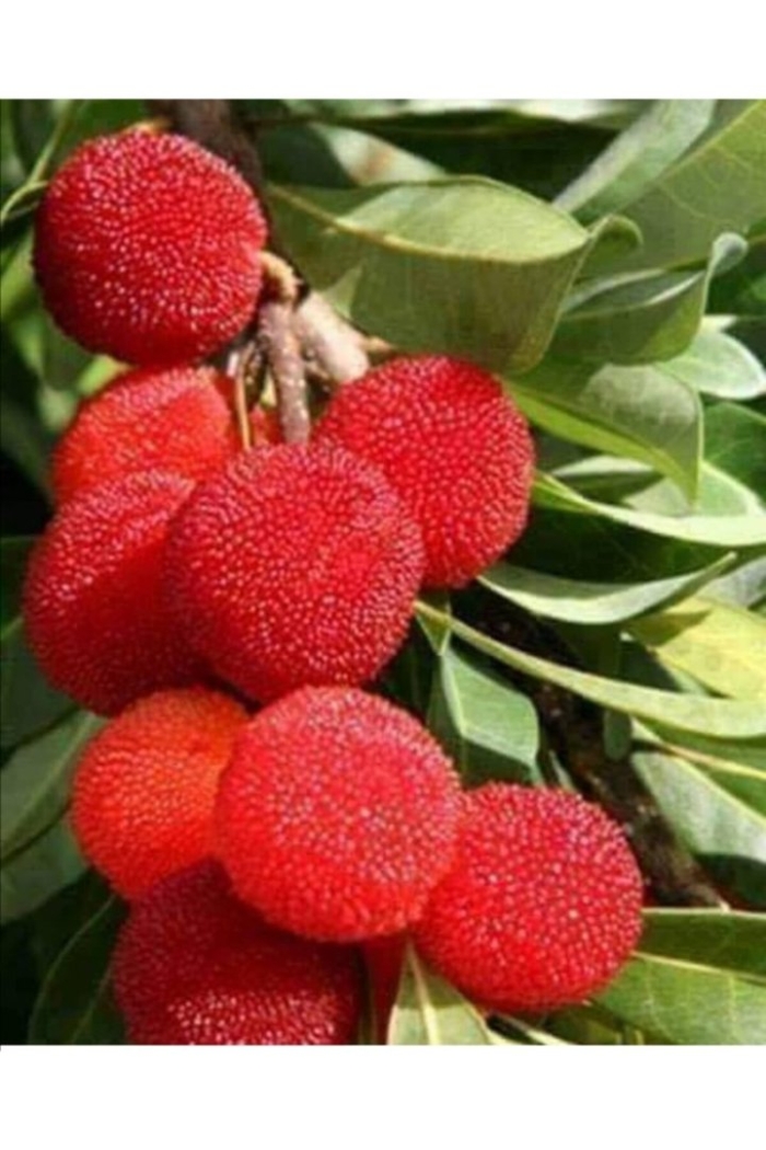 Восковница myrica