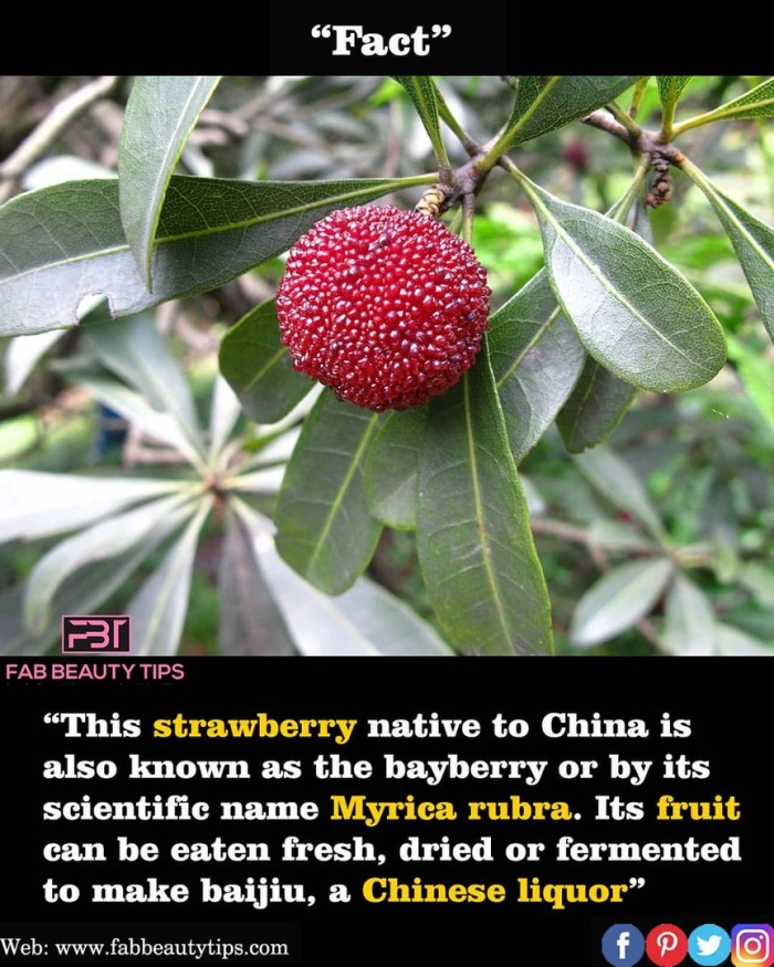 Восковница красная myrica rubra