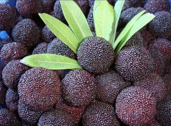 Янгмей фрукт