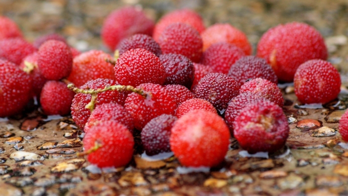 Янгмей китайская земляника