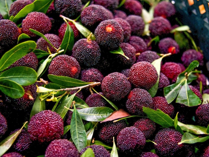 Восковница myrica