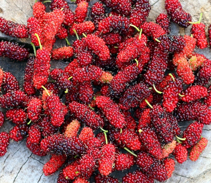 Шелковица красная (morus rubra )