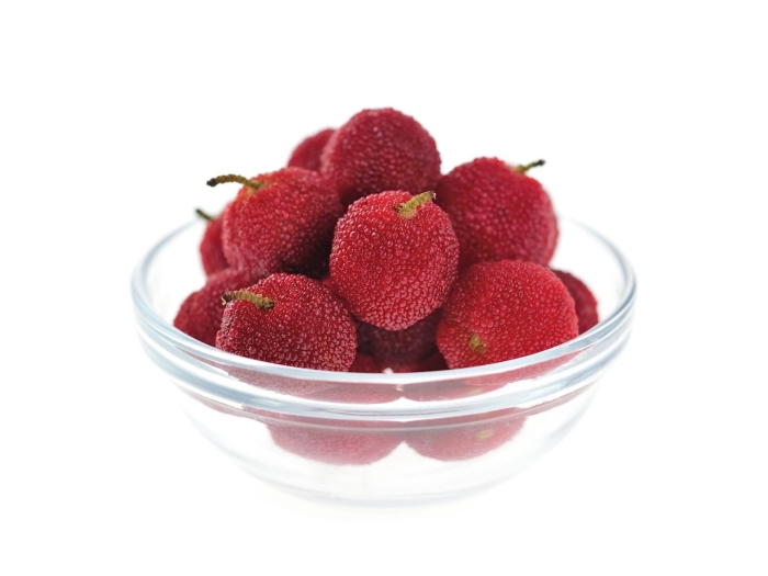 Восковница (myrica)