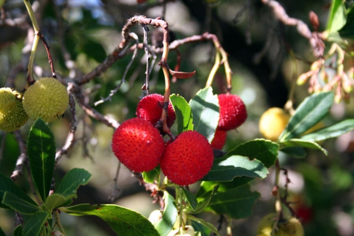 Арбутус земляничное дерево плод