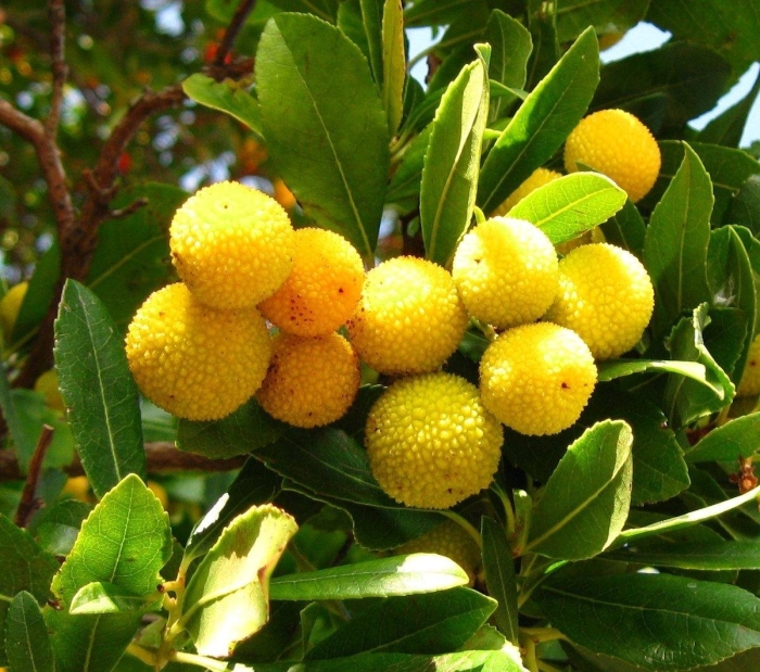 Арбутус земляничное дерево