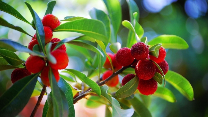 Земляничник крупноплодный