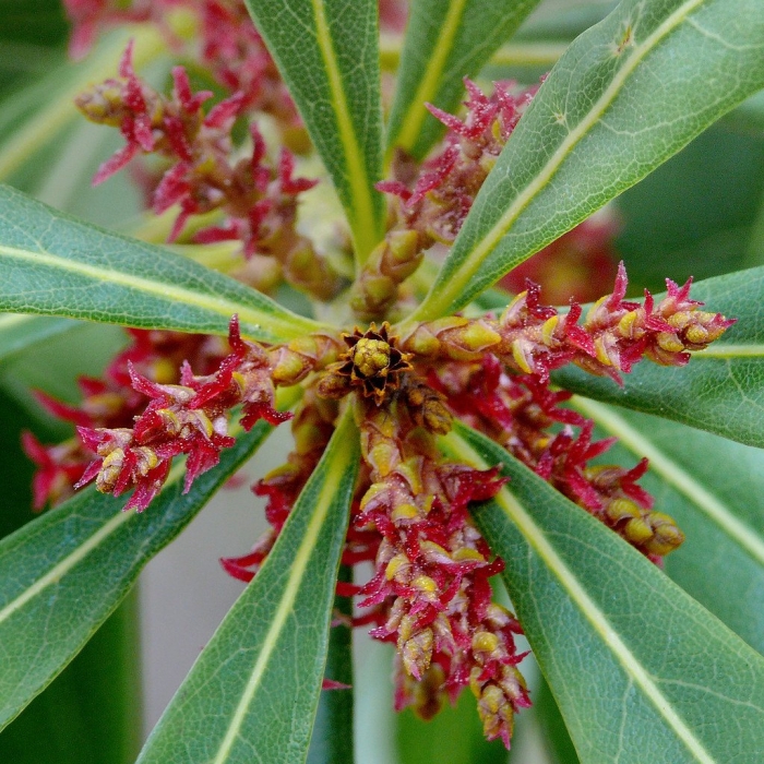 Myrica rubra