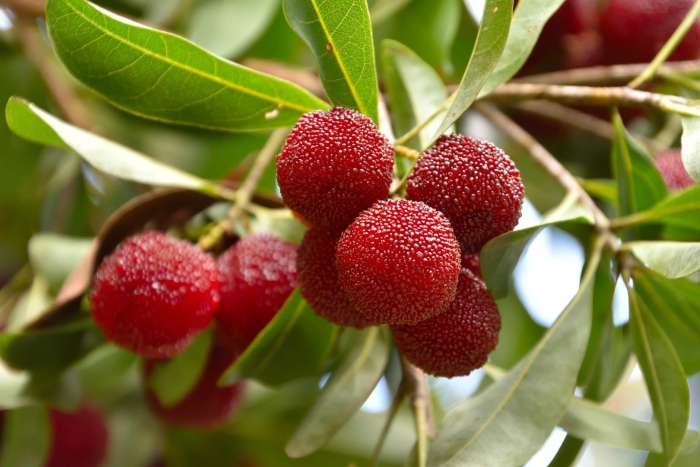 Восковница myrica