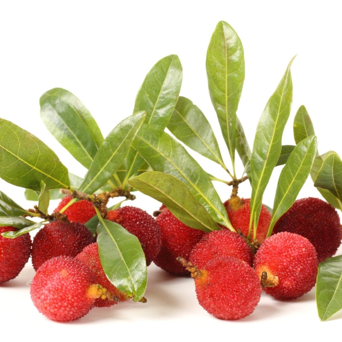 Восковница myrica rubra