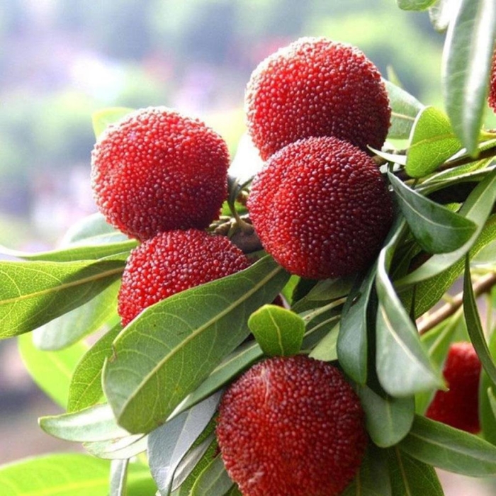 Восковница myrica