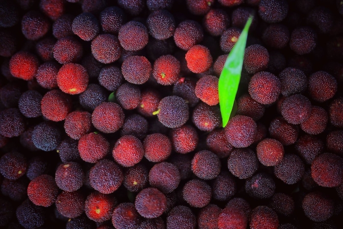 Восковница myrica rubra
