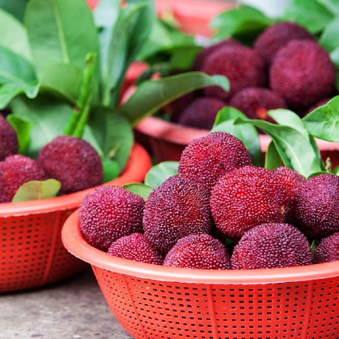 Восковница myrica