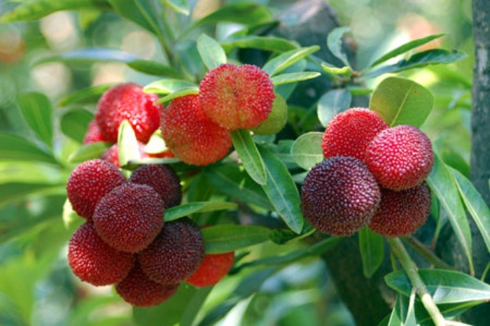 Восковница myrica