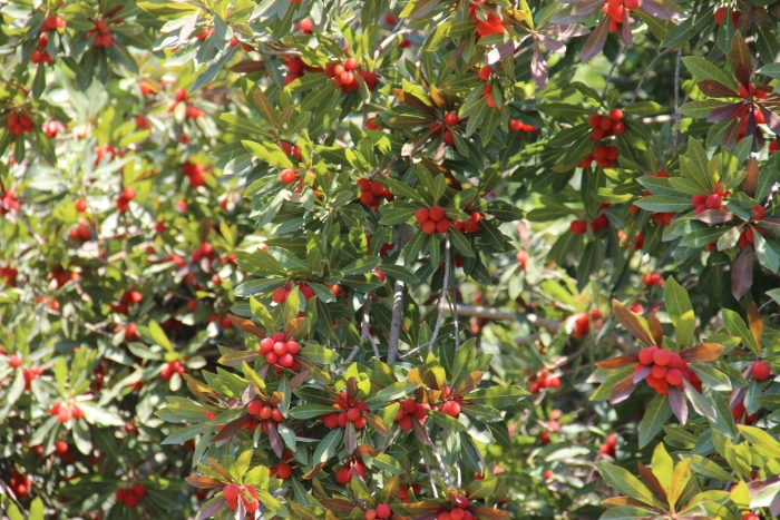 Восковница myrica