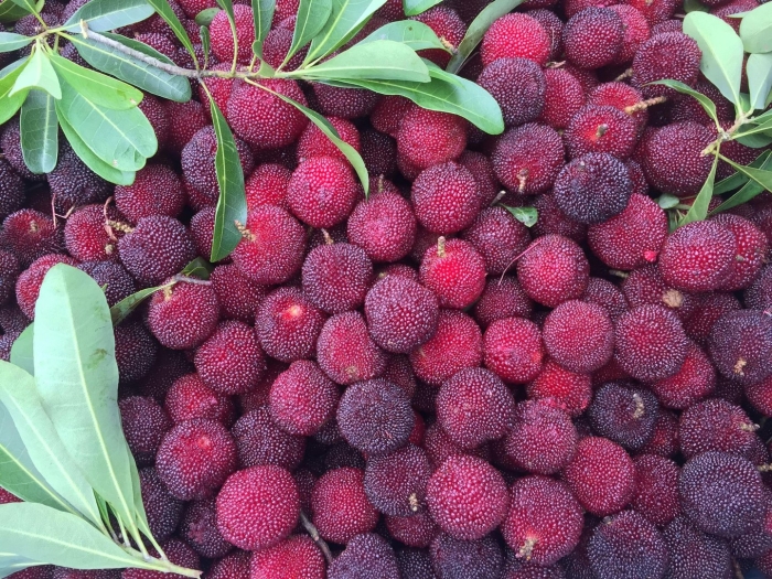 Восковница myrica rubra