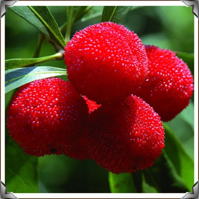 Восковница красная myrica rubra