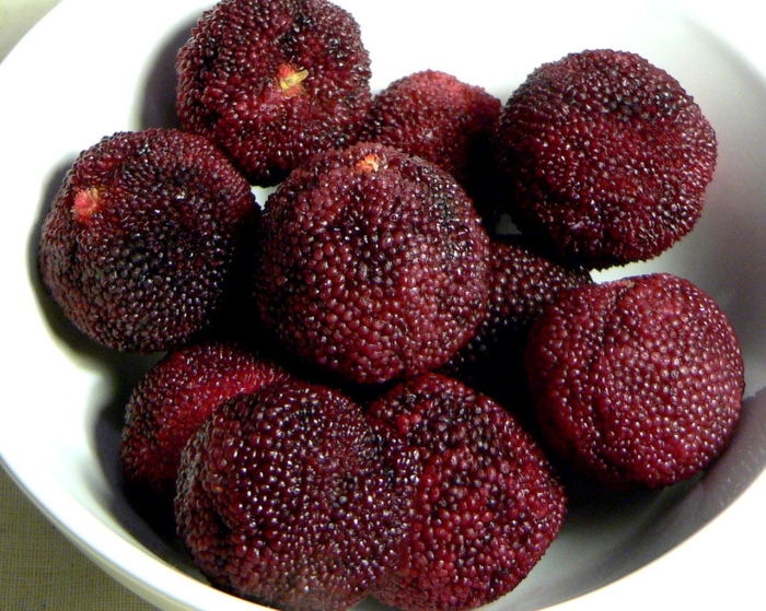 Восковница (myrica)